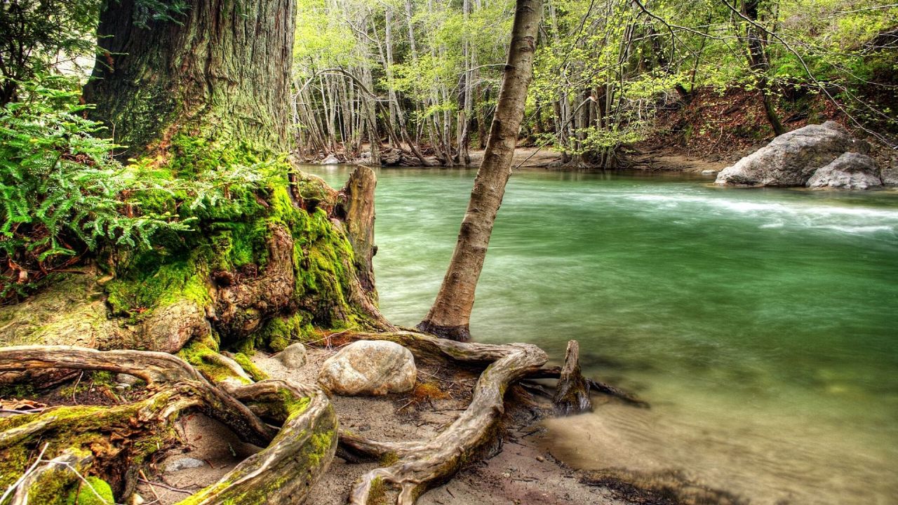 Wallpaper trees, roots, twisting, river, moss, current, murmur, water