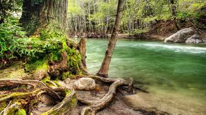 Preview wallpaper trees, roots, twisting, river, moss, current, murmur, water