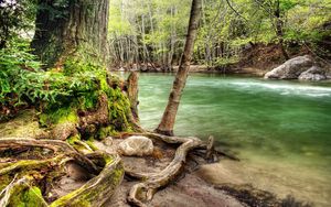 Preview wallpaper trees, roots, twisting, river, moss, current, murmur, water