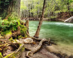 Preview wallpaper trees, roots, twisting, river, moss, current, murmur, water