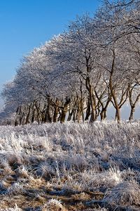 Preview wallpaper trees, row, hoarfrost, coast, river, frosts