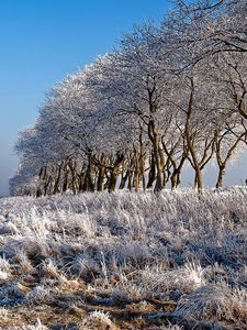 Preview wallpaper trees, row, hoarfrost, coast, river, frosts
