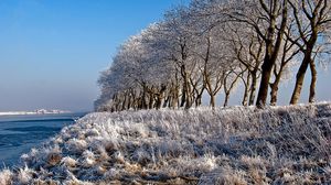 Preview wallpaper trees, row, hoarfrost, coast, river, frosts