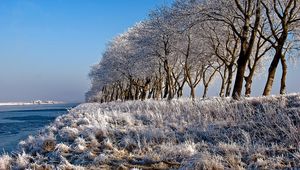 Preview wallpaper trees, row, hoarfrost, coast, river, frosts