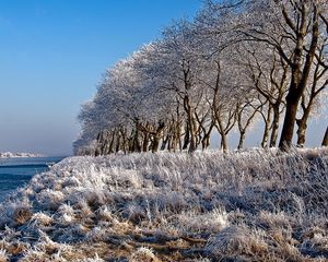 Preview wallpaper trees, row, hoarfrost, coast, river, frosts