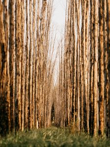 Preview wallpaper trees, rows, wood, nature