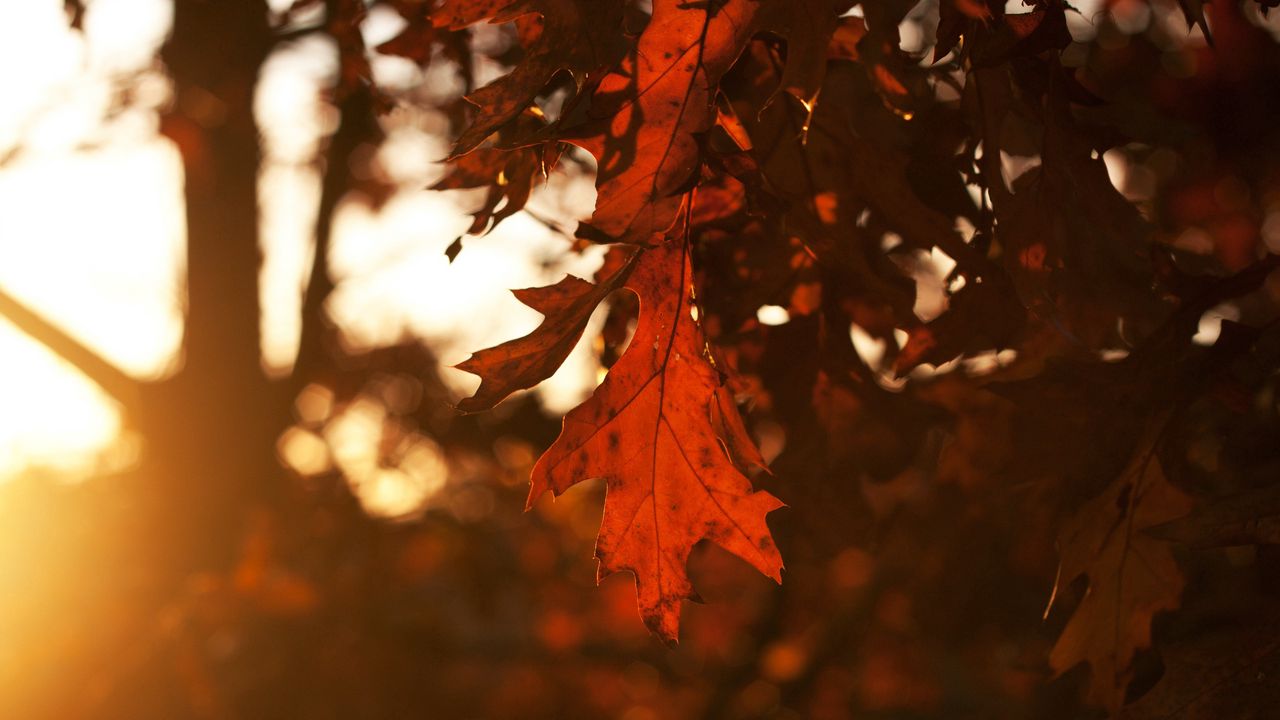Wallpaper trees, season, leaves, oak, autumn, leaf