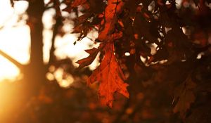 Preview wallpaper trees, season, leaves, oak, autumn, leaf