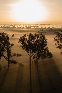 Preview wallpaper trees, shadows, field, landscape