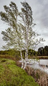 Preview wallpaper trees, shore, river, grass