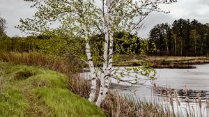 Preview wallpaper trees, shore, river, grass