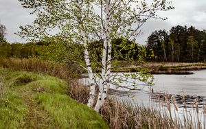 Preview wallpaper trees, shore, river, grass