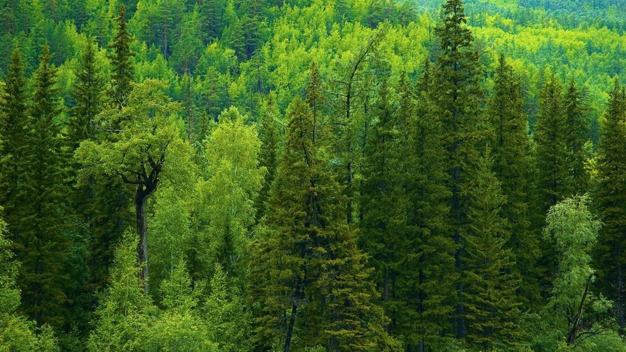 Wallpaper trees, siberia, wood, coniferous, green
