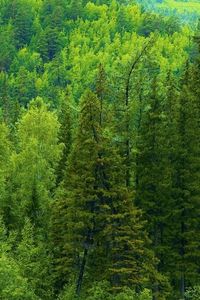Preview wallpaper trees, siberia, wood, coniferous, green