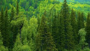 Preview wallpaper trees, siberia, wood, coniferous, green