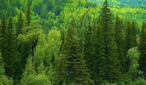 Preview wallpaper trees, siberia, wood, coniferous, green