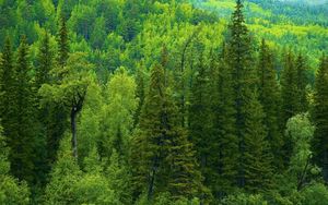 Preview wallpaper trees, siberia, wood, coniferous, green