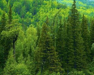 Preview wallpaper trees, siberia, wood, coniferous, green