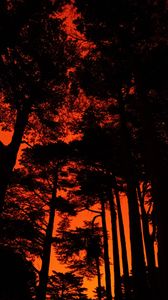 Preview wallpaper trees, silhouette, sunset, black