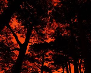 Preview wallpaper trees, silhouette, sunset, black