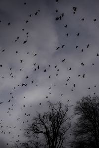 Preview wallpaper trees, silhouettes, birds, gloomy, dark