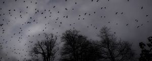 Preview wallpaper trees, silhouettes, birds, gloomy, dark