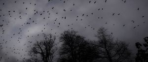 Preview wallpaper trees, silhouettes, birds, gloomy, dark