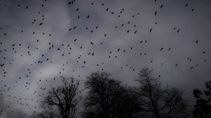 Preview wallpaper trees, silhouettes, birds, gloomy, dark