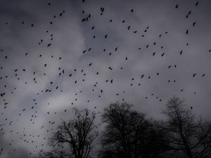 Preview wallpaper trees, silhouettes, birds, gloomy, dark