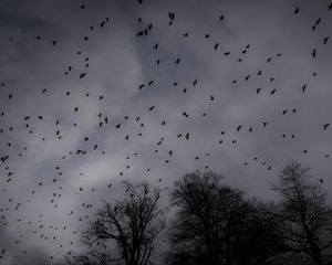 Preview wallpaper trees, silhouettes, birds, gloomy, dark