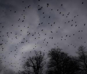 Preview wallpaper trees, silhouettes, birds, gloomy, dark