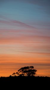 Preview wallpaper trees, silhouettes, branches, evening, nature
