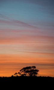 Preview wallpaper trees, silhouettes, branches, evening, nature