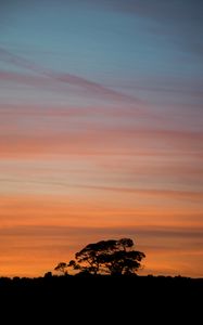 Preview wallpaper trees, silhouettes, branches, evening, nature