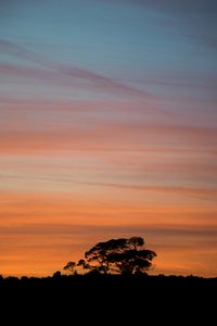 Preview wallpaper trees, silhouettes, branches, evening, nature