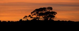 Preview wallpaper trees, silhouettes, branches, evening, nature