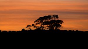 Preview wallpaper trees, silhouettes, branches, evening, nature