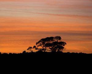 Preview wallpaper trees, silhouettes, branches, evening, nature