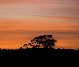 Preview wallpaper trees, silhouettes, branches, evening, nature