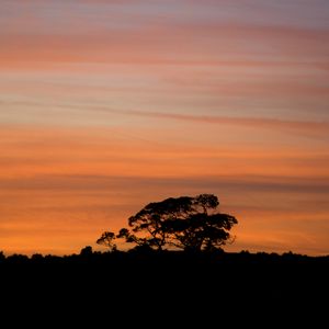 Preview wallpaper trees, silhouettes, branches, evening, nature