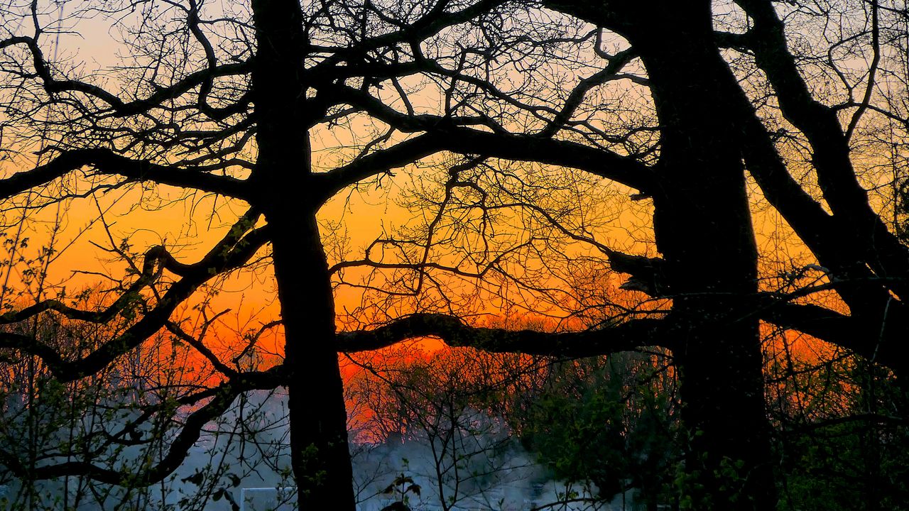 Wallpaper trees, silhouettes, branches, sunset, dark