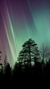 Preview wallpaper trees, silhouettes, branches, northern lights, night