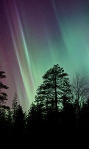 Preview wallpaper trees, silhouettes, branches, northern lights, night