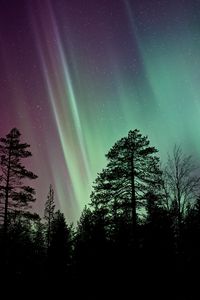 Preview wallpaper trees, silhouettes, branches, northern lights, night