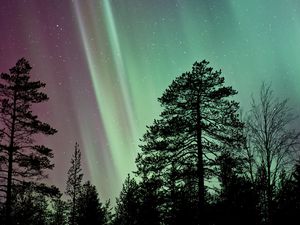 Preview wallpaper trees, silhouettes, branches, northern lights, night