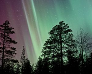 Preview wallpaper trees, silhouettes, branches, northern lights, night