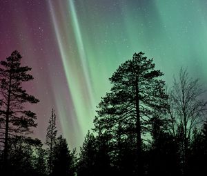 Preview wallpaper trees, silhouettes, branches, northern lights, night
