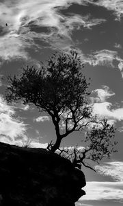 Preview wallpaper trees, silhouettes, cliff, black and white, black