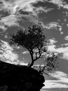 Preview wallpaper trees, silhouettes, cliff, black and white, black