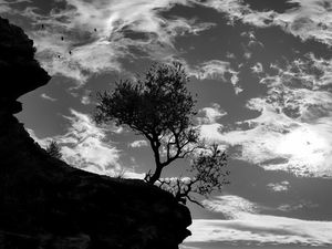 Preview wallpaper trees, silhouettes, cliff, black and white, black
